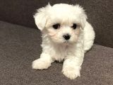Mini Sevimli Güzel Maltese Yavrular 
