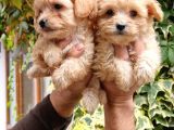 Maltipoo Bebeklerim