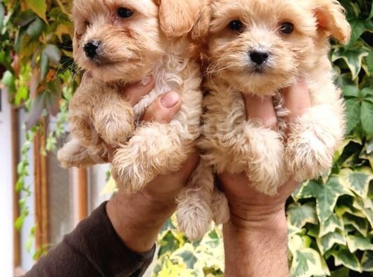 Maltipoo Bebeklerim görsel