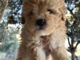 Mükemmel Maltipoo Bebeklerimiz