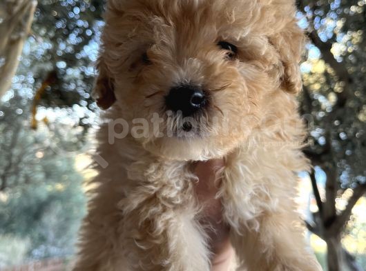 Mükemmel Maltipoo Bebeklerimiz görsel