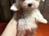 Güzel Maltese Mini Yavrularımız 
