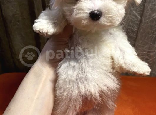 Güzel Maltese Mini Yavrularımız  görsel