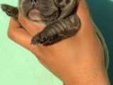 Blue French Bulldog Bebeklerimiz