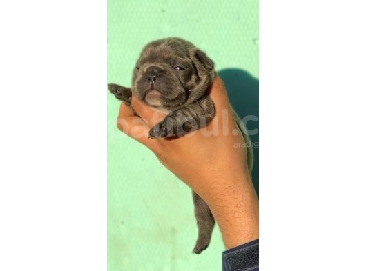 Blue French Bulldog Bebeklerimiz görsel