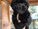 Mükemmel Maltipoo Bebeklerimiz