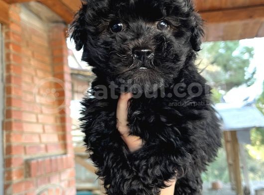 Mükemmel Maltipoo Bebeklerimiz görsel