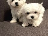 Mini Sevimli Güzel Maltese Yavrular 