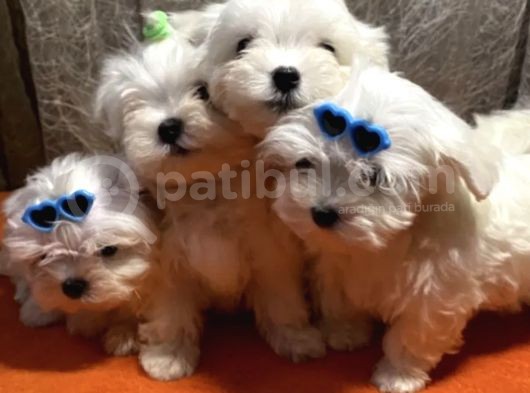 Güzel Maltese Mini Yavrularımız  görsel