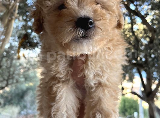 Mükemmel Maltipoo Bebeklerimiz görsel