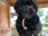 Mükemmel Maltipoo Bebeklerimiz