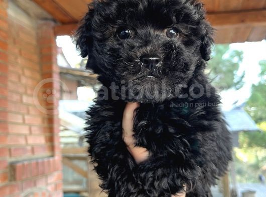 Mükemmel Maltipoo Bebeklerimiz görsel