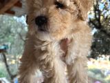 Mükemmel Maltipoo Bebeklerimiz