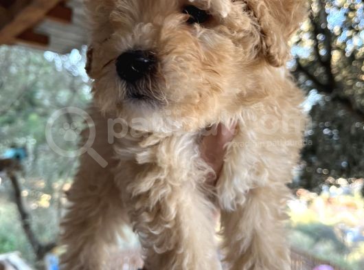Mükemmel Maltipoo Bebeklerimiz görsel
