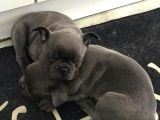 Blue French Bulldog Bebeklerimiz