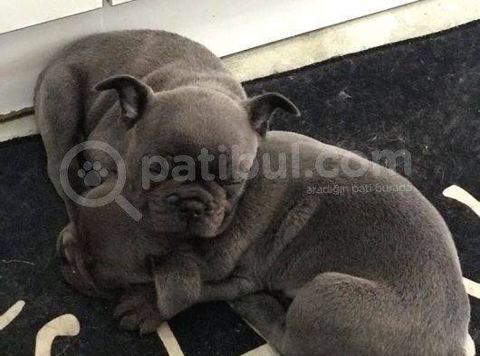 Blue French Bulldog Bebeklerimiz görsel