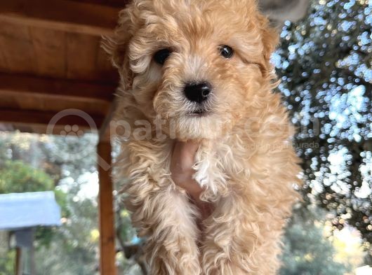 Mükemmel Maltipoo Bebeklerimiz görsel