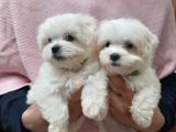 Güzel Yüzlü Maltese Sevimli Bebekler 
