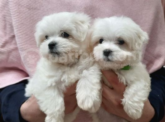 Güzel Yüzlü Maltese Sevimli Bebekler 