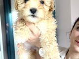 Apricot Maltipoo Yavrularımız