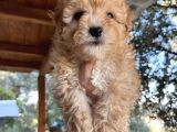 Mükemmel Maltipoo Bebeklerimiz
