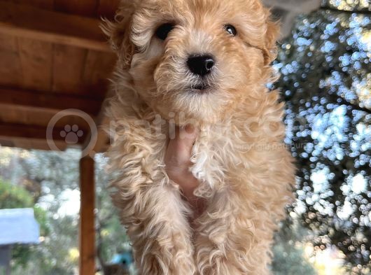 Mükemmel Maltipoo Bebeklerimiz görsel
