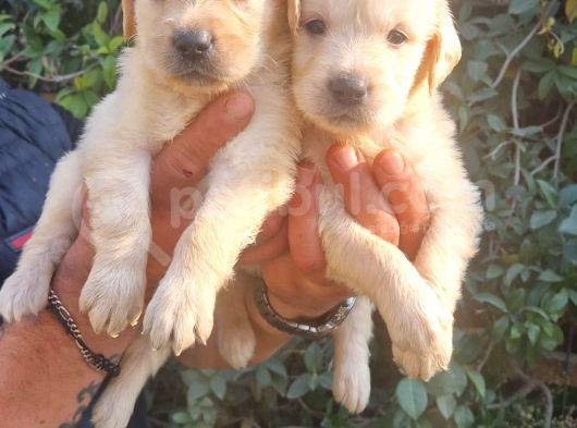 Golden Bebeklerimiz görsel