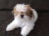 Shih Tzu Yavrular