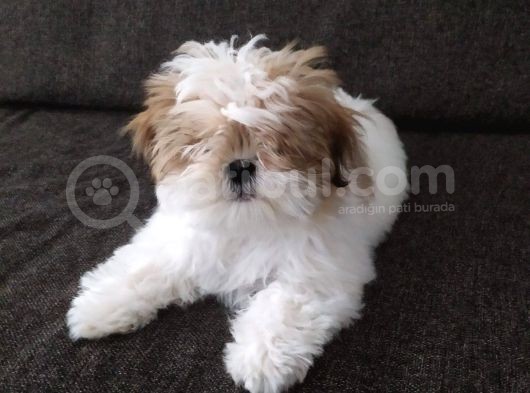 Shih Tzu Yavrular görsel