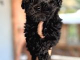 Mükemmel Maltipoo Bebeklerimiz