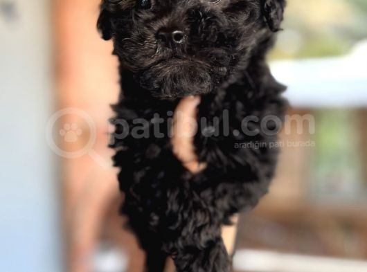 Mükemmel Maltipoo Bebeklerimiz görsel