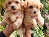 Maltipoo Bebeklerim