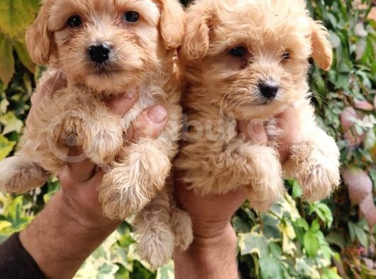 Maltipoo Bebeklerim görsel