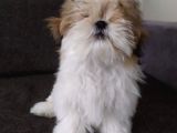 Shih Tzu Yavrular