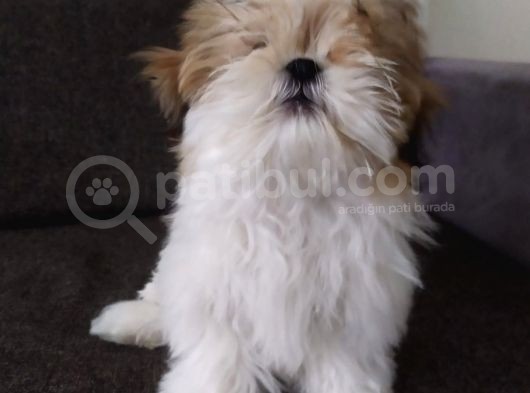 Shih Tzu Yavrular görsel
