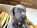 Cane Corso Blue Üst Düzeyde Bebekler