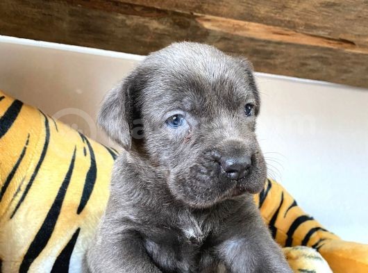 Cane Corso Blue Üst Düzeyde Bebekler