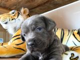 Cane Corso Blue Üst Düzeyde Bebekler
