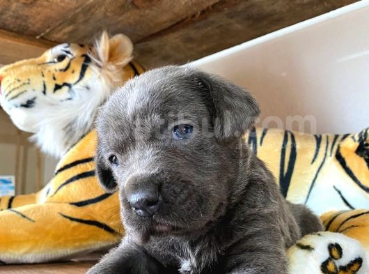 Cane Corso Blue Üst Düzeyde Bebekler görsel