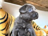 Cane Corso Blue Üst Düzeyde Bebekler