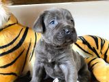Cane Corso Blue Üst Düzeyde Bebekler