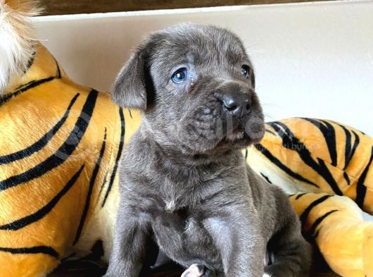 Cane Corso Blue Üst Düzeyde Bebekler görsel