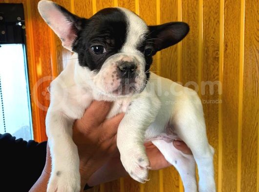 French Bulldog A Kali̇te Bebekler görsel