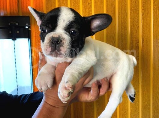 French Bulldog A Kali̇te Bebekler görsel