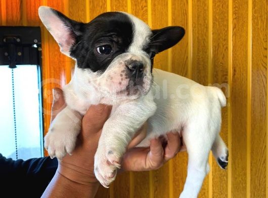 French Bulldog A Kali̇te Bebekler görsel