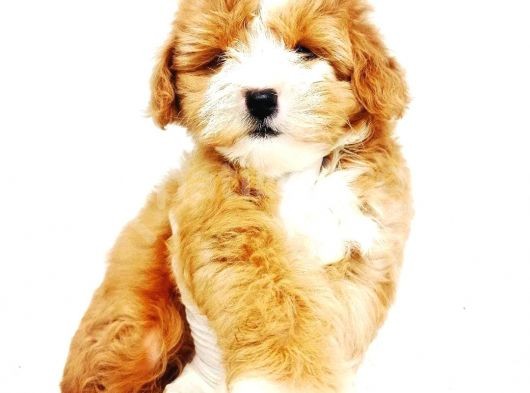 Safkan Anne Babadan Di̇şi̇ Maltipoo Yavrularım