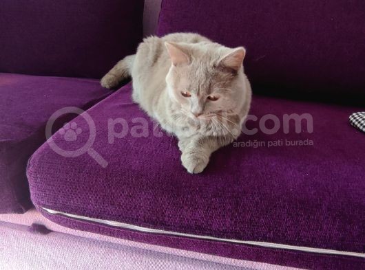 British Shorthair  görsel