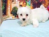 Maltesse Terrier Cinsi Güzel Yavrular 