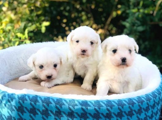 Güzel Maltese Yavrularım Sağlık Garantilidir görsel