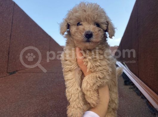 İnstagram Fenomeni Karamel’in Bebekleri görsel